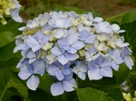 P6060335 (800x600).jpg