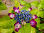P6060353 (800x600).jpg