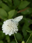 P6080083 (600x800).jpg