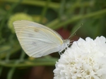 P6080088 (800x600).jpg