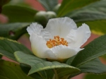 P6100001 (800x600).jpg