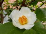 P6100002 (800x600).jpg