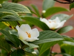 P6100005 (800x613).jpg