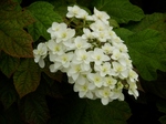 P6100055 (800x600).jpg