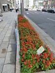 P6130040 (600x800).jpg