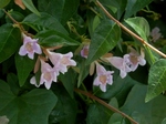 P6130052 (800x600).jpg