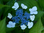 P6140003 (800x600).jpg