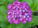 P6140006 (800x600).jpg