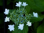 P6140007 (800x600).jpg