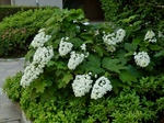 P6140093 (800x600).jpg