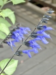P6150025 (600x800).jpg