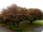 P6150125 (800x600).jpg