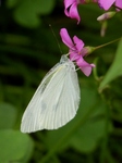 P6160055 (600x800).jpg