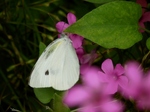 P6160063 (800x600).jpg
