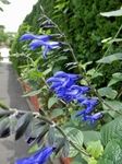 P6180014 (600x800).jpg