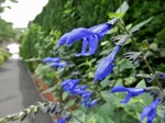 P6180015 (800x600).jpg