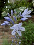 P6180020 (600x800).jpg