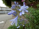 P6180021 (800x607).jpg