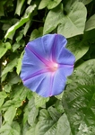P6190042 (570x800).jpg