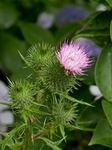 P6190057 (600x800).jpg