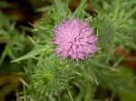P6190058 (800x600).jpg