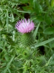 P6190059 (598x800).jpg