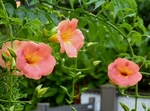 P6190071 (800x594).jpg