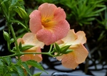 P6190075 (800x571).jpg