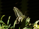 P6200053 (800x600).jpg