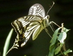 P6200057 (584x451).jpg