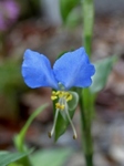 P6210003 (601x800).jpg