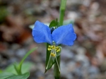 P6210004 (800x600).jpg