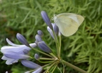 P6220054 (800x571).jpg