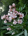 P6220161 (600x800).jpg