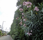 P6220165 (600x800).jpg