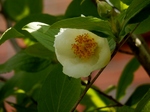 P6230005 (800x600).jpg