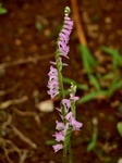P6230060 (600x800).jpg