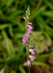 P6230061 (586x800).jpg