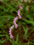 P6230062 (601x800).jpg