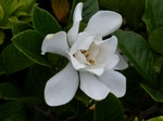 P6240029 (800x600).jpg