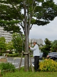 P6240063 (601x800).jpg