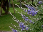 P6240105 (800x600).jpg