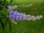 P6240113 (800x600).jpg