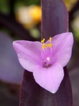 P6250010 (600x800).jpg