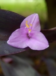 P6250012 (600x800).jpg