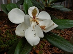 P6260013 (800x600).jpg