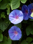 P6260027 (600x800).jpg