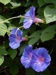 P6260028 (600x800).jpg