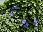 P6260029 (800x600).jpg