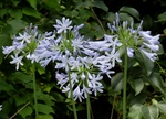 P6260034 (800x579).jpg